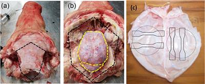 Mechanical Characterization and Modeling of the Porcine Cerebral Meninges